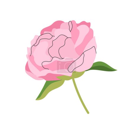 Illustration for Pink elegant peony concept. Marriadge and wedding. Beautiful flower and plant. Valentines Day and March 8. Template, layout and mock up. Cartoon flat vector collection isolated on white background - Royalty Free Image