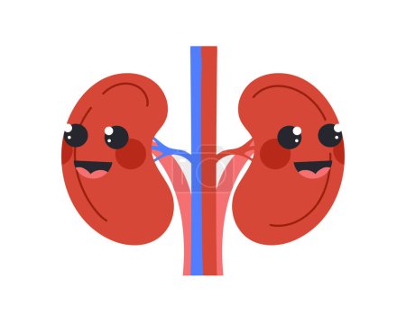 Illustration for Cute human kidneys concept. Biology and anatomy, phisiology. Internal organ mascot and toy. Template, layout and mock up. Cartoon flat vector illustration isolated on white background - Royalty Free Image