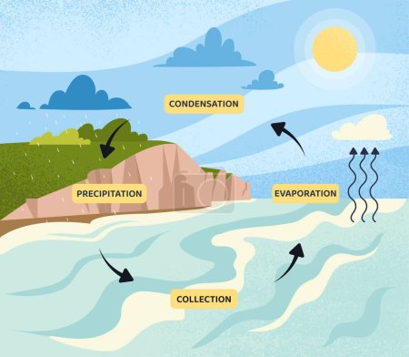 Water cycle concept. Infographics and educational materials. Biology and geographi, climate changes. Condensation, precipitation and evaporation. Cartoon flat vector illustration