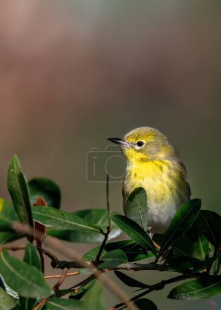 Pine warbler perched amongst leaves with blurred background for copy space