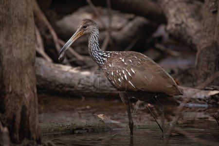 Limpkin portrait holding a muscle clam it is preparing to eat alongside bald cypress trees