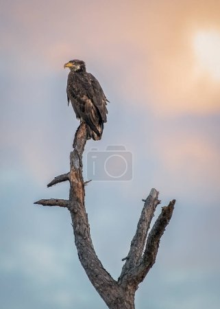 Young bald eagle perched in a tree with beautiful sky and clouds 