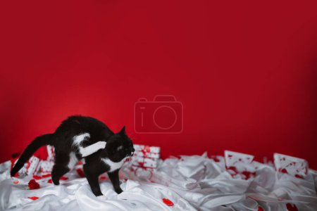 Foto de Juguetón gatito blanco y negro sobre fondo rojo con regalos - Imagen libre de derechos