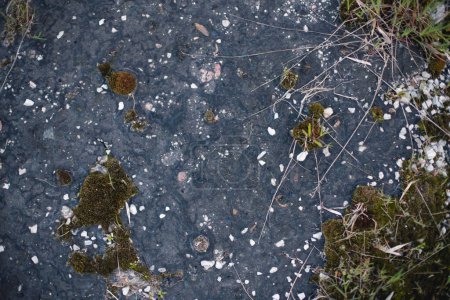 Foto de Moss y piedras en resina esparcidas por el suelo - Imagen libre de derechos