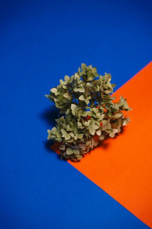 A sprig of hydrangea on a blue background