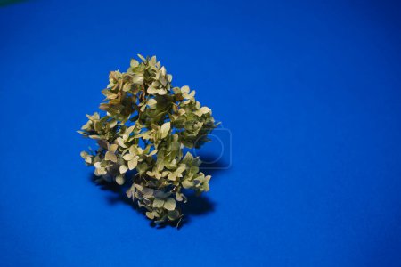 A sprig of hydrangea on a blue background