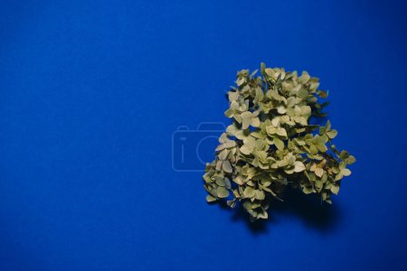 Una ramita de hortensia sobre un fondo azul