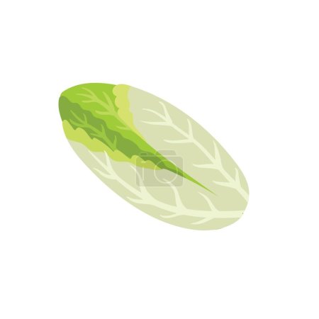Endive lettuce isolated element. Healthy chicory food print for farm market menu and recipes. Vector illustration