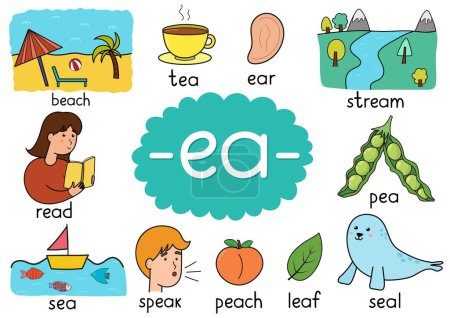 Ilustración de Ea digraph regla de ortografía cartel educativo para niños con palabras. Aprender fonética para la escuela y preescolar. Hoja de trabajo fonética. Ilustración vectorial - Imagen libre de derechos