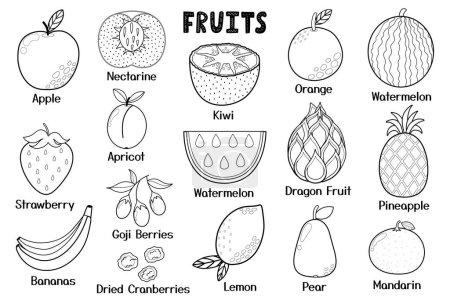 Illustration for Black and white fruits collection. Healthy food isolated elements. Great for coloring page, recipes, cookbook and vegan prints. Apple, nectarine, kiwi, orange, apricot and more. Vector illustration - Royalty Free Image