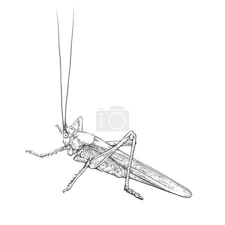 Ilustración de Grasshopper in line art style. Monochrome locust, insect. Vector illustration isolated on white background. - Imagen libre de derechos
