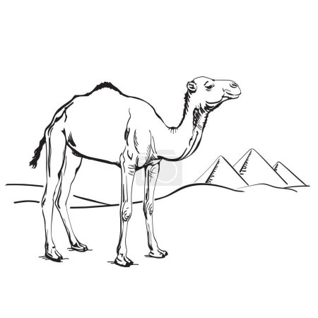 Kamel- und Ägyptenpyramiden in der Wüste. Handgezeichnete Vektorillustration. Skizze
