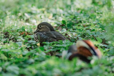 Téléchargez les photos : La femelle canard mandarin est couchée près de son mâle sur l'herbe dans le parc. - en image libre de droit