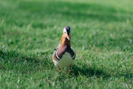 Téléchargez les photos : L'avant d'un canard mandarin mâle fouille sa femelle dans la prairie le matin. - en image libre de droit