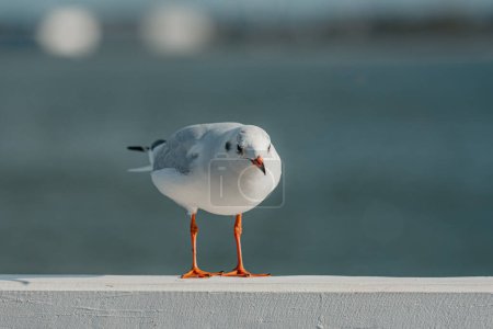 Téléchargez les photos : Le goéland adulte à tête noire en plumage d'hiver cherche quelque chose sur une clôture de quai sur la mer Baltique. - en image libre de droit