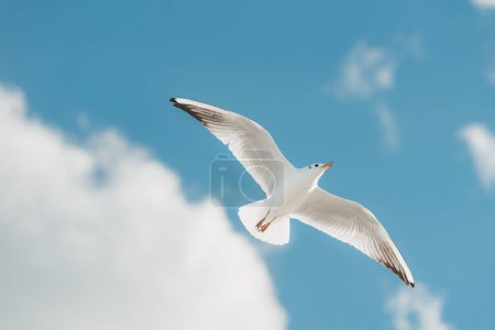 Photo for The photo from below of a flying black-headed adult gull in winter plumage on the autumn Baltic Sea. - Royalty Free Image