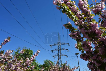 Photo for A transmission tower and high voltage wires on the background of sakura trees - Royalty Free Image