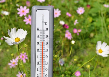Photo for A thermometer on a natural floral background. Summer temperature records. - Royalty Free Image