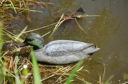 Künstliche Entenköder aus Holz im Teich Hochwertiges Foto