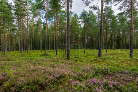 Photo for Beautiful pine forest in Sweden with blooming heather and blueberry sprigs on the forest floor - Royalty Free Image