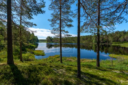 Foto de Hermosa vista de verano a través de una pequeña tarna tranquila en medio de un bosque de pinos en Suecia, a la luz del sol, el cielo azul y las aguas tranquilas y brillantes - Imagen libre de derechos