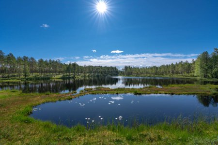 Foto de Hermosa vista de verano a través de un pequeño lago en un bosque de pinos en Suecia, un sol brillante con rayos en el cielo azul y aguas que reflejan calma - Imagen libre de derechos