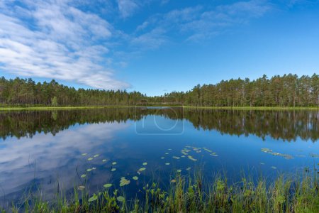 Foto de Hermosa vista de verano a través de un pequeño lago en medio de un bosque en Suecia - Imagen libre de derechos