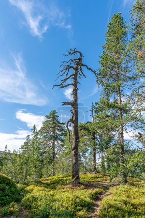 Viejo árbol en las tierras altas suecas, retorcido por el viento constante