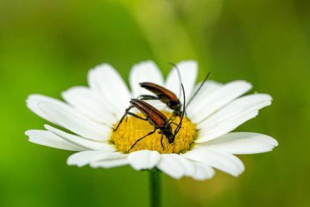 Detailed close up of two beetles sharing the same Marguerite flower