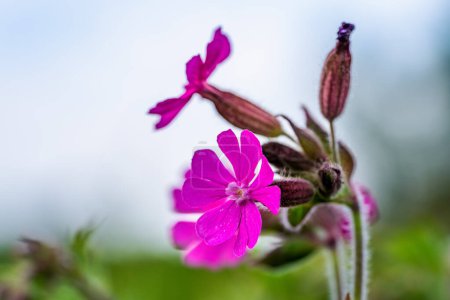 Photo for Close up of a plant with red campion flowers, Silene dioica - Royalty Free Image