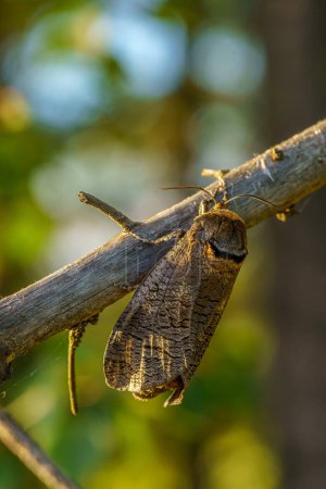 Detailed close up of a large goat moth, Cossus Cossus, sitting on a branch in evening sunlight