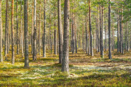 Hermosa vista de verano de un bosque de pinos escaso y bien cuidado en el norte de Suecia, con ramitas de musgo y arándanos en el suelo del bosque