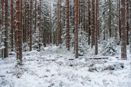 Clearing in a snow covered pine and fir forest in Sweden, with newly fallen snow on the trees and forest floor