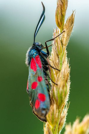 Detailed close up of a six spot burnet moth sitting on a straw against a green background