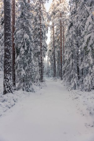 Path in a snow covered forest in Sweden,  with thick layer of snow on the branches and the forest floor and sunlight from a blue sky