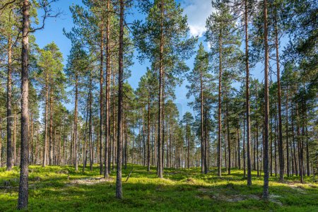 Karger und gepflegter Kiefernwald in Nordschweden, dessen Waldboden mit Blaubeerzweigen bedeckt ist, blauer Himmel und Sonnenlicht