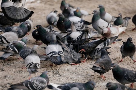 Téléchargez les photos : Flock of gray pigeons fight for food on dirty snow in winter day, birds peck at piece of bread and food crumbs in city center of Prague, pigeons sort things out and flap their wings, urban landscape - en image libre de droit