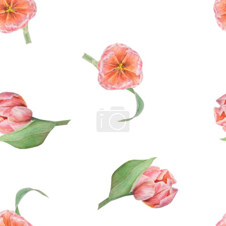 Téléchargez les photos : Tulipes roses motif sans couture peint à l'aquarelle, illustration botanique réaliste dessinée à la main isolé sur fond blanc pour la conception, produits d'impression de mariage, papier, invitations, cartes, tissu - en image libre de droit