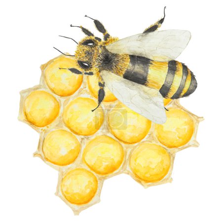 Téléchargez les photos : Illustration aquarelle d'abeille et de miel. Dessiné à la main et isolé sur fond blanc. Idéal pour l'impression sur tissu, cartes postales, invitations, menus, cosmétiques, livres de cuisine et plus encore. - en image libre de droit