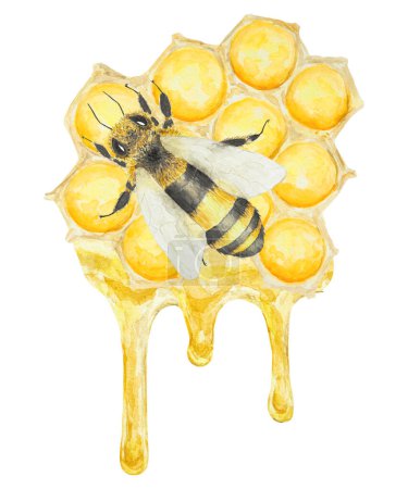 Téléchargez les photos : Illustration aquarelle de miel et d'abeille. Dessiné à la main et isolé sur fond blanc. Idéal pour l'impression sur tissu, cartes postales, invitations, menus, cosmétiques, livres de cuisine et autres. - en image libre de droit