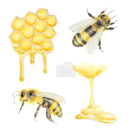 Watercolor illustration of honey and bees. Hand drawn and isolated on white background. Great for printing on fabric, postcards, invitations, menus, cosmetics, cooking books and others.