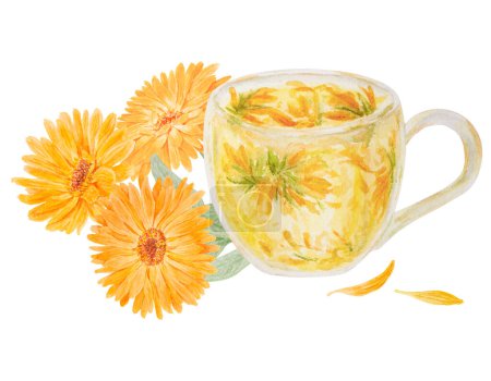 Téléchargez les photos : Calendula officinalis orange et tasse de thé. Aquarelle illustration dessinée à la main. Fleur de rousseurs ensoleillées aux pétales jaunes et aux feuilles vertes pour la phytothérapie naturelle, le thé sain, les cosmétiques et - en image libre de droit