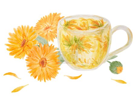 Téléchargez les photos : Calendula officinalis orange et tasse de thé. Aquarelle illustration dessinée à la main. Fleur de rousseurs ensoleillées aux pétales jaunes et aux feuilles vertes pour la phytothérapie naturelle, le thé sain, les cosmétiques et - en image libre de droit