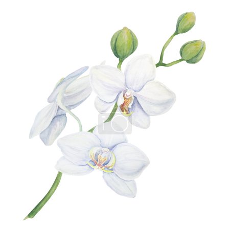 Téléchargez les photos : Orchidée blanche. Délicate aquarelle botanique dessinée à la main illustration. Clipart pour invitations, textiles, cadeaux, emballages, fleuristes - en image libre de droit