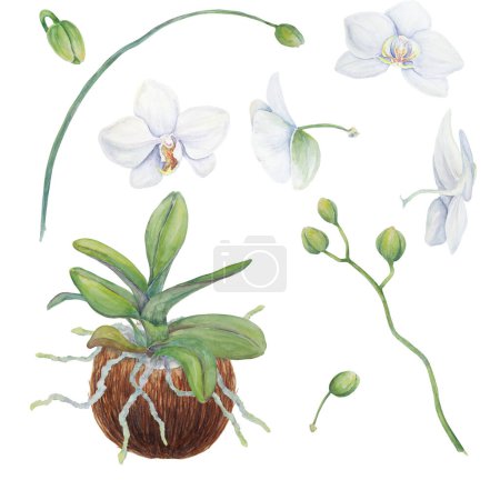 Téléchargez les photos : Orchidée blanche. Délicate aquarelle botanique dessinée à la main illustration. Clipart pour invitations, textiles, cadeaux, emballages, fleuristes - en image libre de droit
