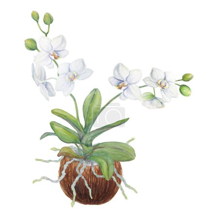 Téléchargez les photos : Fleurs d'orchidée blanche avec des racines dans la noix de coco. Délicate aquarelle botanique dessinée à la main illustration. Clipart pour invitations, textiles, cadeaux, emballages, fleuristes - en image libre de droit