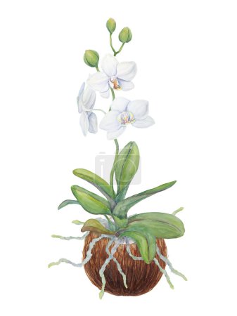Téléchargez les photos : Fleurs d'orchidée blanche avec des racines dans la noix de coco. Délicate aquarelle botanique dessinée à la main illustration. Clipart pour invitations, textiles, cadeaux, emballages, fleuristes - en image libre de droit