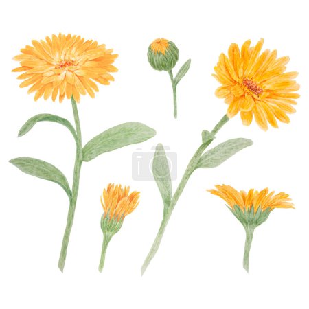Téléchargez les photos : Calendula officinalis orange aquarelle illustration dessinée à la main. Fleur de bruyères ensoleillées aux pétales jaunes et aux feuilles vertes pour la phytothérapie naturelle, le thé sain, les cosmétiques et les remèdes homéopatiques - en image libre de droit