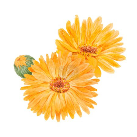 Téléchargez les photos : Composition de l'aquarelle orange calendula officinalis dessinée à la main. Fleur de rousseurs ensoleillées aux pétales jaunes et aux feuilles vertes pour la phytothérapie naturelle, le thé sain, les cosmétiques et - en image libre de droit