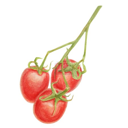 Téléchargez les photos : Tomates cerises fraîches mûres sur la branche. Illustration aquarelle dessinée à la main de légumes biologiques rouges, gros plan, nourriture végétarienne, ingrédient naturel, élément de conception de l'emballage. Botanique réaliste - en image libre de droit